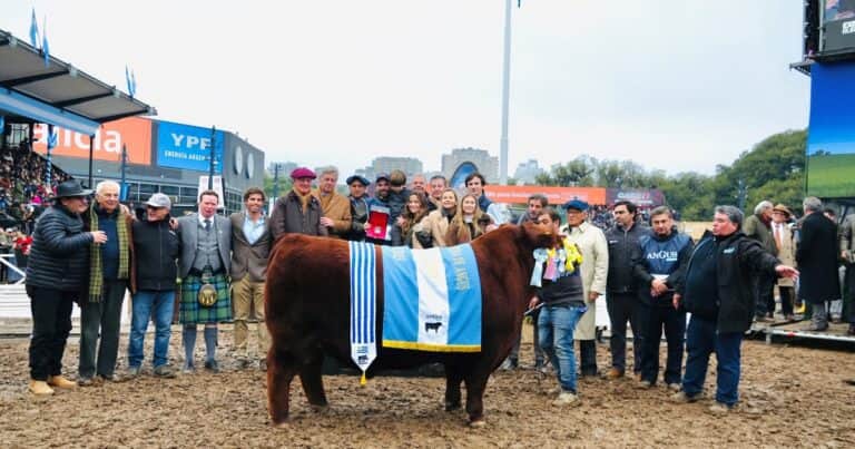 “Padrino”: un toro de la cabaña Quequén Sur sigue conquistando la raza Angus