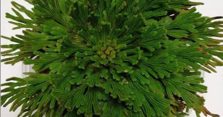 ¿Qué es la Rosa de Jericó y para qué sirve?