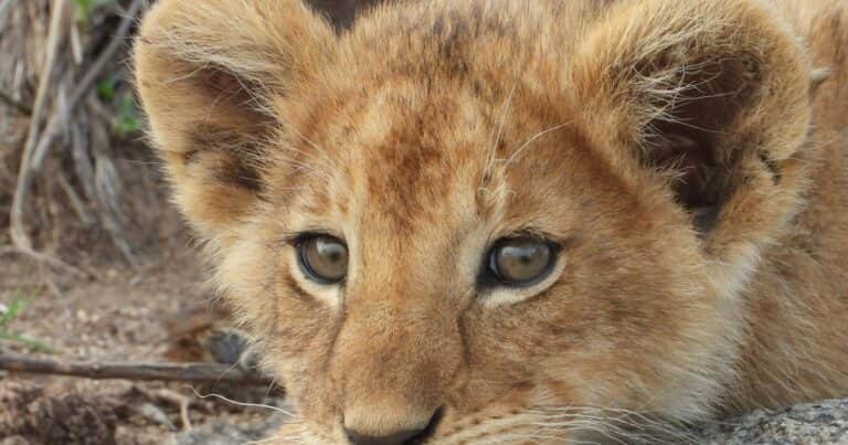 Por 150 dólares, podés abrazar a un león: polémica en un restaurante por su particular servicio