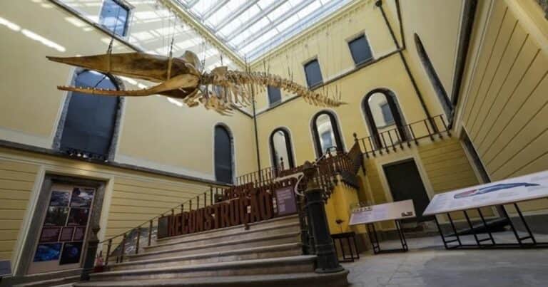 Museo Nacional de Brasil: Siete años después del incendio, el público vuelve al Palacio de São Cristóvão