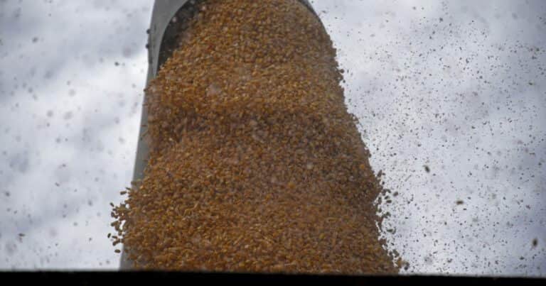 A pocos días del comienzo de la siembra, proyectan un fuerte repunte del área de maíz