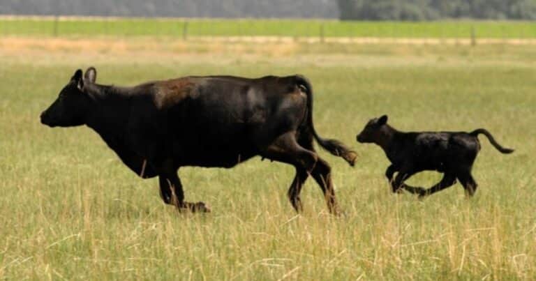 Pese al entusiasmo de productores por el alto precio de la hacienda en dólares, por ahora no hay signos de recomposición del rodeo