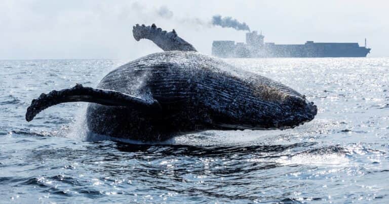Silencio que preocupa en el océano: los científicos resuelven el misterio del canto de las ballenas azules