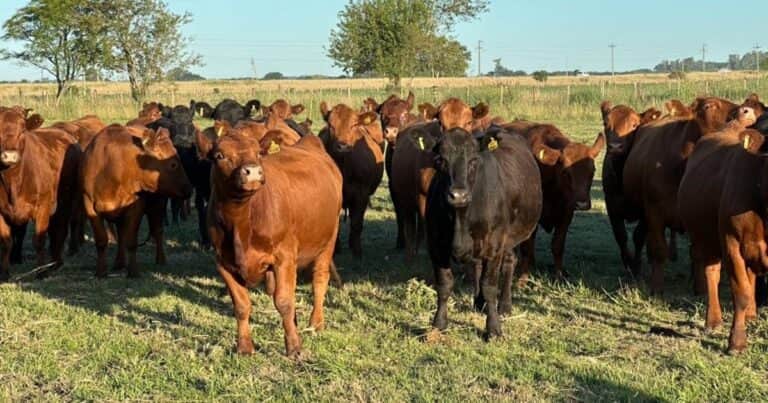 Preocupante caída del stock de hembras en la ganadería argentina: se perdieron más de 800 mil vientres en un año