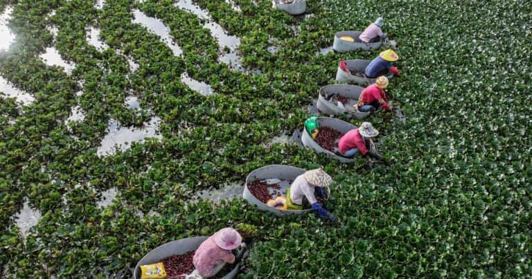 China apuesta a la digitalización plena de su producción agroalimentaria