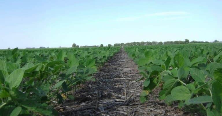 Suelos en deuda: nutrición y sustentabilidad del cultivo de soja