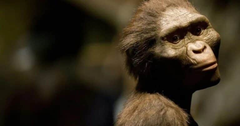 Lucy, célebre antepasado humano, se exhibe por primera vez en Europa