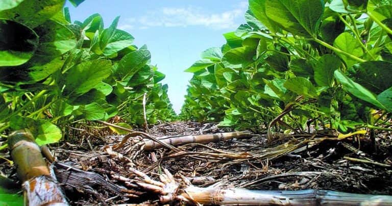 La agricultura sustentable apuesta a la Inteligencia artificial