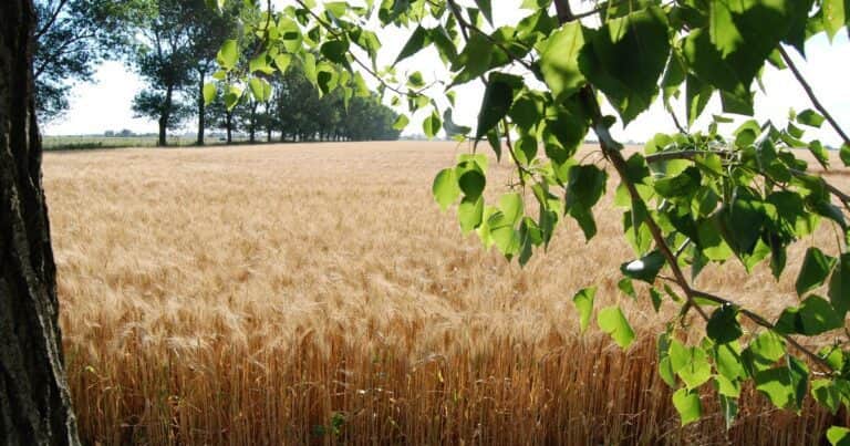 Planificación del Paisaje Agrícola: un nuevo paradigma para que Argentina siga siendo competitiva