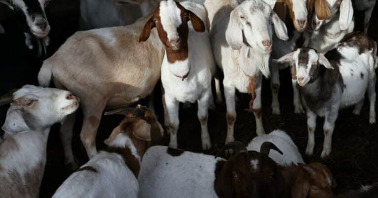 Rescatan más de 450 animales en «condiciones espantosas»: vivían hacinados entre el hedor y sus heces