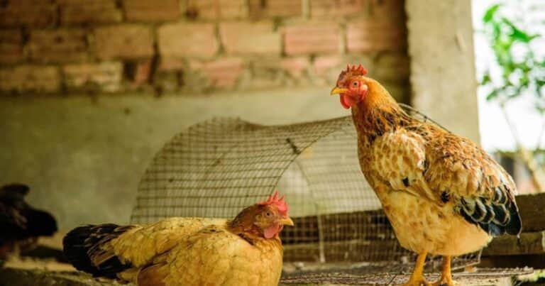 Alarma: detectaron un caso positivo de influenza aviar en aves de traspatio en una de las principales provincias avícolas
