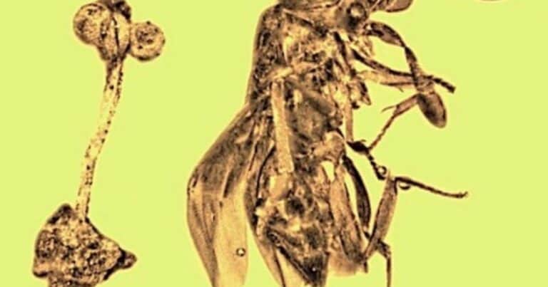 Dentro de un ámbar encontraron una avispa, una flor y la larva de una mosca