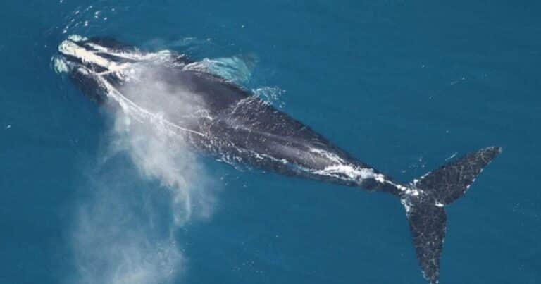 Alentador: encontraron 8 nuevas ballenas de la especie más rara del mundo