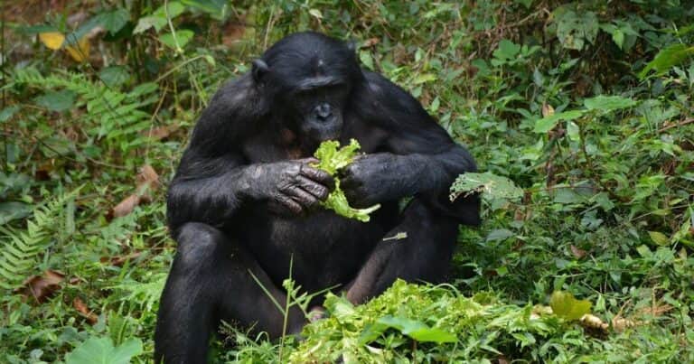 Cinco hebras de bonobo atacaron a un macho: por qué el linchamiento desconcertó a los investigadores