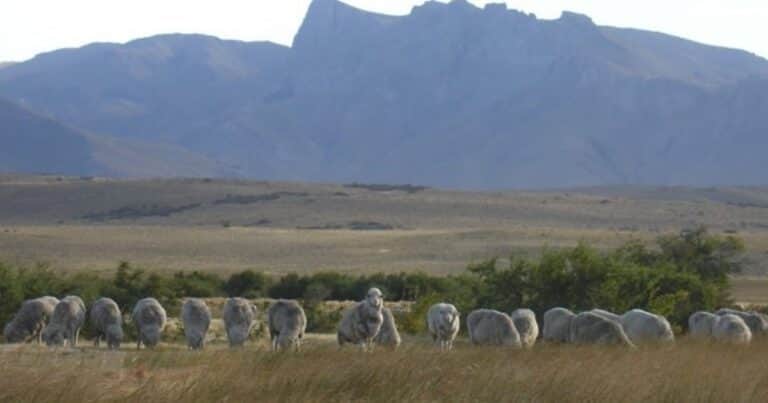 Chile restituyó el reconocimiento a la zona libre de aftosa sin vacunación a la Patagonia y se reabre el mercado para la carne ovina y mercancías bovinas