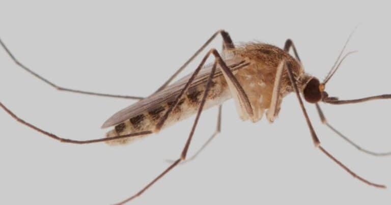 Descubren que la especie de mosquito que habita en los subtes de Londres surgió en el Antiguo Egipto