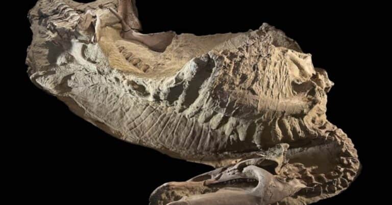 Investigadores desenterraron espeluznantes momias de dinosaurios
