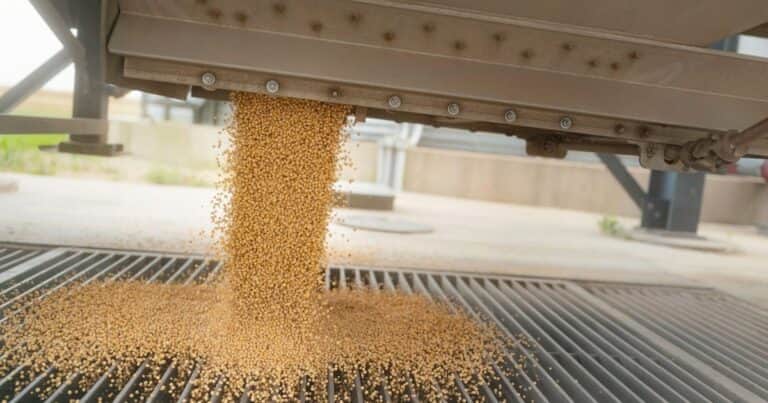 Se disparó el precio de la soja en el mercado internacional: alcanzó el valor más alto en un año
