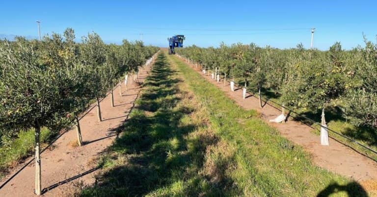 Dos matrimonios se unieron y fueron por su sueño: impulsan la producción olivícola en una zona atípica, le agregan valor y ahora buscan expandirse