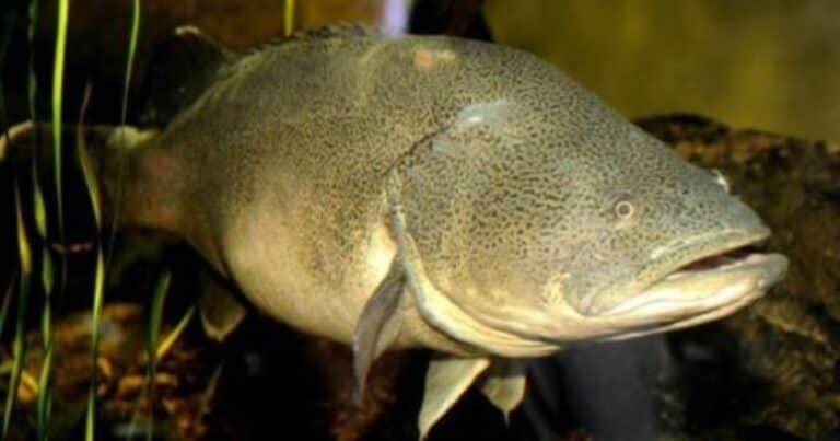 Un bacalao australiano que escapaba de las inundaciones nadó 860 kilómetros