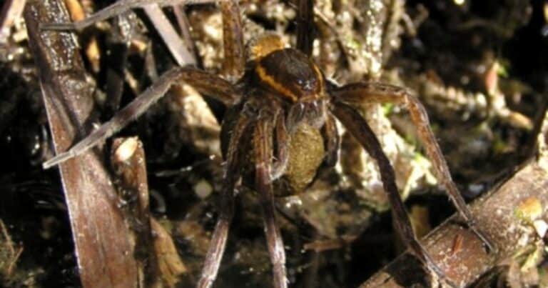 Una araña gigante que creían extinta reaparece en las casas: tiene el tamaño de una mano
