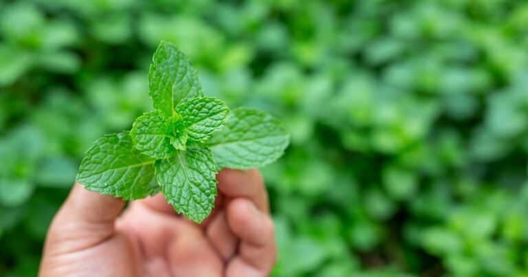 Hojas de menta con bicarbonato: para qué sirve esta mezcla