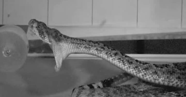 Filmaron en cámara lenta a una serpiente mordiendo como nunca antes se había visto