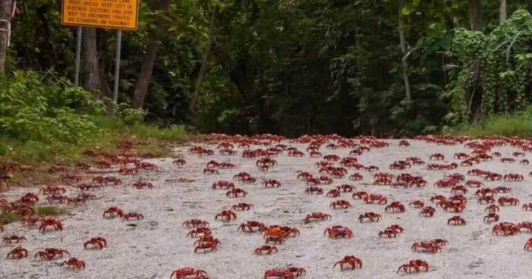 Comenzó el espectáculo natural más increíble de la Isla de Navidad: la migración del cangrejo rojo