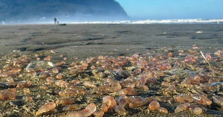 Una playa de Estados Unidos fue invadida por miles de pepinos de mar