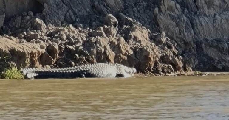 Un río repleto de cocodrilos fue elegido sede de remo para los Juegos Olímpicos