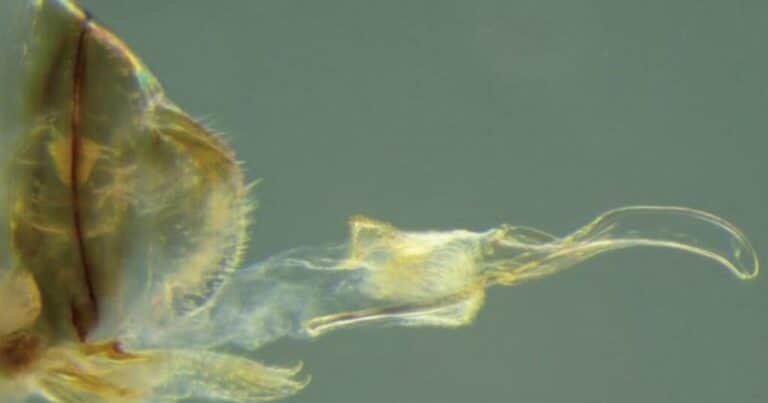 Encontraron un insecto hembra que tiene órgano reproductor masculino