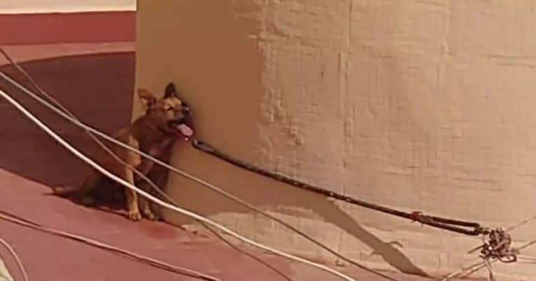 Multaron a un hombre que tenía atado a su perro en un balcón y tuvo un terrible final