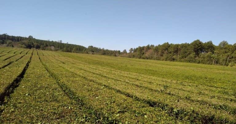 De Misiones al mundo: por primera vez producen té con baja huella de carbono