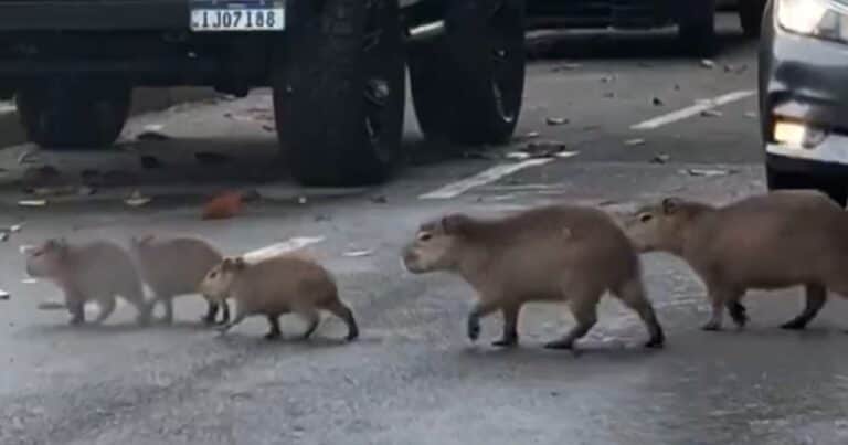 Fabuloso video: todo el tránsito se detuvo para que cruce una familia de carpinchos