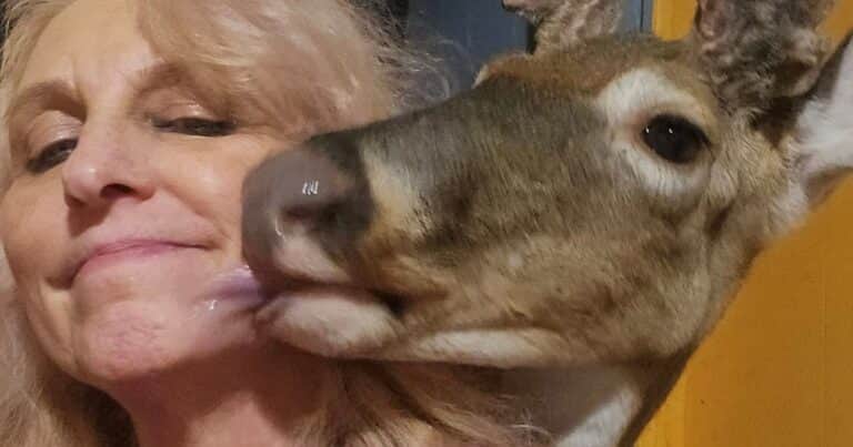 Cuidaba ciervos, quedó atrapada con uno de los animales y murió tras un feroz ataque