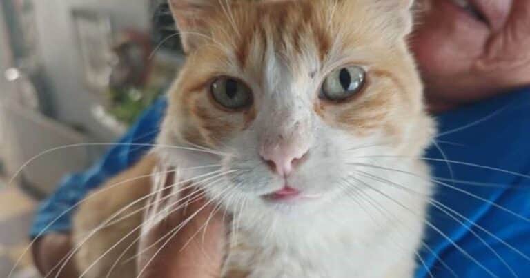 Rémi, el gato multado que no puede salir de su casa por orden de un tribunal