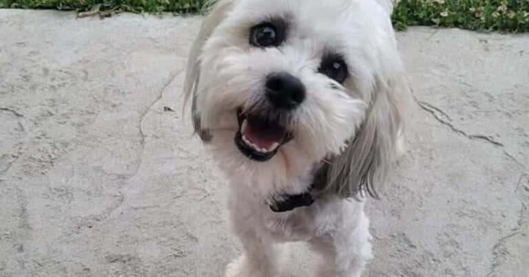 Un policía mató a un perro y ahora deberá pagar 500 mil dólares como indemnización: «Teddy no merecía esto»