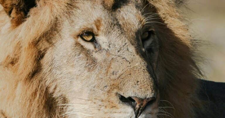 Una joven estaba en una excursión y un león se abalanzó sobre ella: la agarró del cuello y la arrastró