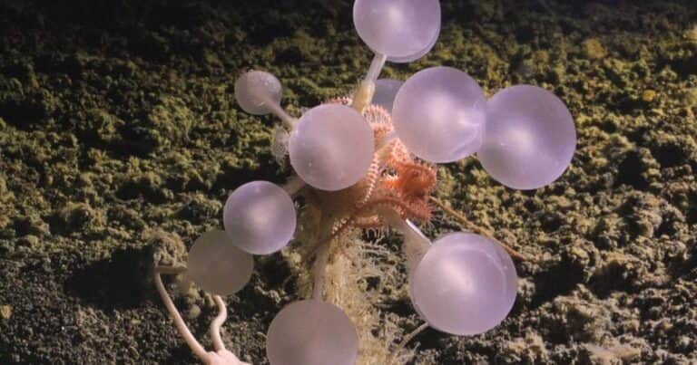 Encontraron en una de las zonas más remotas del planeta la «bola de la muerte»