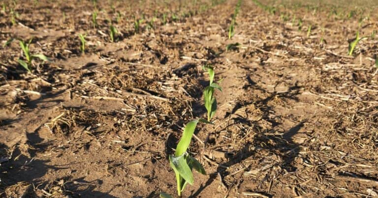 La lluvia y el frío enlentecieron la siembra gruesa y pusieron en alerta a los cultivos invernales