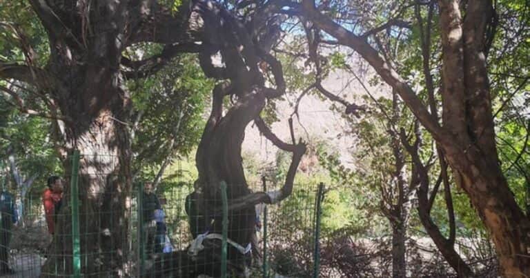 Es la vid más antigua del mundo: tiene 416 años y sigue dando frutos