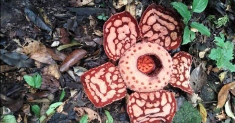 Un biólogo se puso a llorar al encontrar la flor más grande del mundo