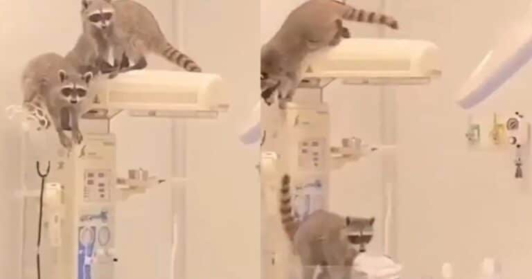 Una visita inesperada: mapaches invadieron un hospital en México y todo quedó grabado