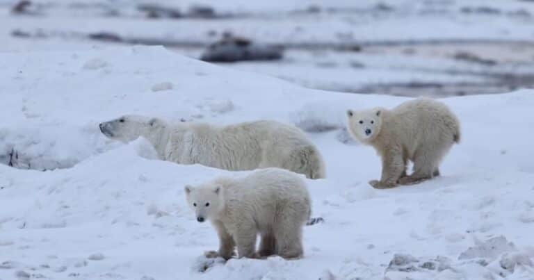 Una osa polar adoptó a una cría y dejó impactados a los investigadores: «Esto es realmente raro»