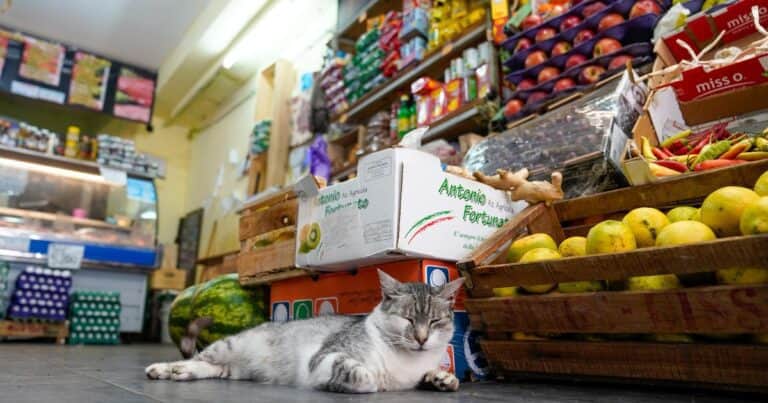 La canasta que mide la pobreza subió 4,1% noviembre, por encima de la inflación