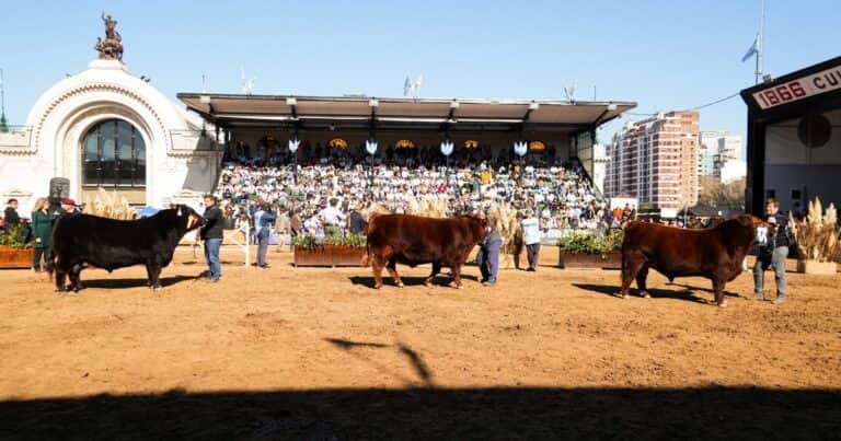 Angus hará historia en Palermo: por primera vez, todas las categorías de la raza serán juradas de manera alternada por color