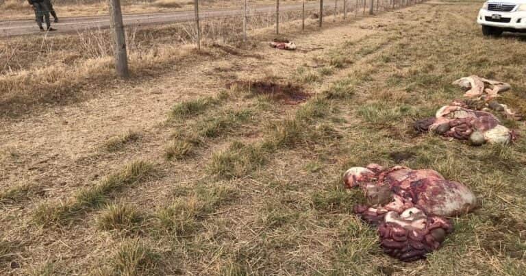 Denuncian un aumento de los delitos rurales en Santa Fe y San Luis y piden reuniones con las autoridades