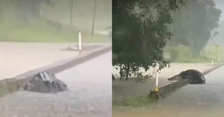 En el medio de las inundaciones, un cocodrilo gigante fue visto cruzando un puente