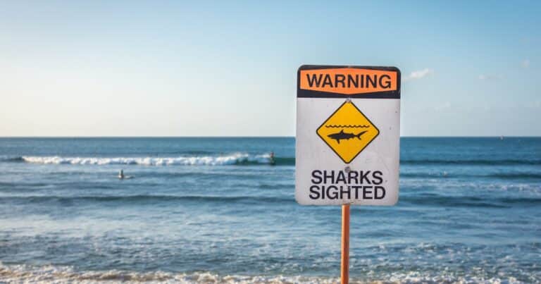 Pánico en las playas de Sídney: tres ataques de tiburones en 24 horas