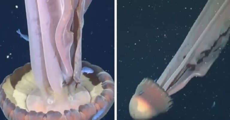 Una expedición submarina captó una medusa fantasma gigante en el Mar Argentino